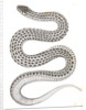 Eutania haydenii, Hayden's Garter Snake by George Suckley
