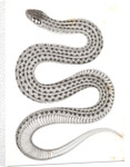 Eutania haydenii, Hayden's Garter Snake by George Suckley