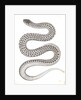 Eutania haydenii, Hayden's Garter Snake by George Suckley