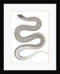 Eutania haydenii, Hayden's Garter Snake by George Suckley
