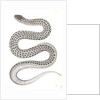 Eutania haydenii, Hayden's Garter Snake by George Suckley