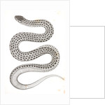 Eutania haydenii, Hayden's Garter Snake by George Suckley