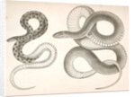 1. Bascanion vetutustus, Blue Racer (Washington Territory); 2. Regona Kirtlandii, Kirtland's Snake by George Suckley