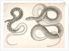 1. Bascanion vetutustus, Blue Racer (Washington Territory); 2. Regona Kirtlandii, Kirtland's Snake by George Suckley
