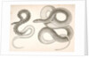 1. Bascanion vetutustus, Blue Racer (Washington Territory); 2. Regona Kirtlandii, Kirtland's Snake by George Suckley
