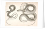 1. Bascanion vetutustus, Blue Racer (Washington Territory); 2. Regona Kirtlandii, Kirtland's Snake by George Suckley