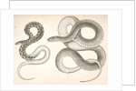 1. Bascanion vetutustus, Blue Racer (Washington Territory); 2. Regona Kirtlandii, Kirtland's Snake by George Suckley