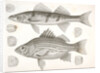 1-4. Labrax chrysops, Bass of the Mississippi, 5-8. Stizostedion boreus, Okow or Pike Perch by George Suckley