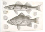 1-4. Labrax chrysops, Bass of the Mississippi, 5-8. Stizostedion boreus, Okow or Pike Perch by George Suckley