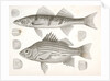 1-4. Labrax chrysops, Bass of the Mississippi, 5-8. Stizostedion boreus, Okow or Pike Perch by George Suckley