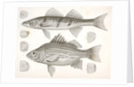 1-4. Labrax chrysops, Bass of the Mississippi, 5-8. Stizostedion boreus, Okow or Pike Perch by George Suckley