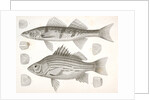 1-4. Labrax chrysops, Bass of the Mississippi, 5-8. Stizostedion boreus, Okow or Pike Perch by George Suckley