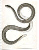 Eutania faireyi, Fairey's Garter Snake by George Suckley