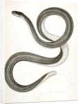 Eutania faireyi, Fairey's Garter Snake by George Suckley