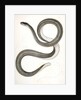 Eutania faireyi, Fairey's Garter Snake by George Suckley