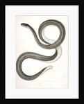 Eutania faireyi, Fairey's Garter Snake by George Suckley