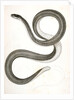 Eutania faireyi, Fairey's Garter Snake by George Suckley