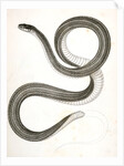 Eutania faireyi, Fairey's Garter Snake by George Suckley