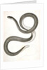 Eutania faireyi, Fairey's Garter Snake by George Suckley