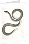Eutania faireyi, Fairey's Garter Snake by George Suckley