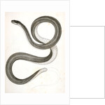 Eutania faireyi, Fairey's Garter Snake by George Suckley