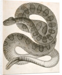 Crotalus confluentus, Prairie Rattle Snake by George Suckley