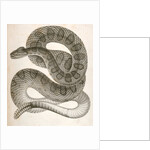 Crotalus confluentus, Prairie Rattle Snake by George Suckley