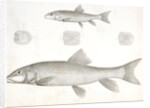 1-4. Catostomus sucklii, Nebraska Sucker; 5. Young of the same by George Suckley