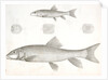 1-4. Catostomus sucklii, Nebraska Sucker; 5. Young of the same by George Suckley