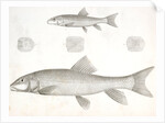 1-4. Catostomus sucklii, Nebraska Sucker; 5. Young of the same by George Suckley