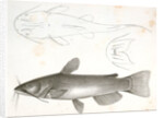 1-3. Pimelodus ailurus, Blunt-tailed Cat Fish by George Suckley