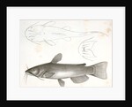 1-3. Pimelodus ailurus, Blunt-tailed Cat Fish by George Suckley