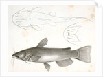 1-3. Pimelodus ailurus, Blunt-tailed Cat Fish by George Suckley