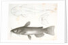 1-3. Pimelodus ailurus, Blunt-tailed Cat Fish by George Suckley