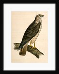 Buteo Cooperii, California Hawk by George Suckley