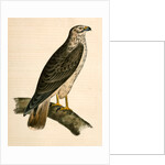 Buteo Cooperii, California Hawk by George Suckley