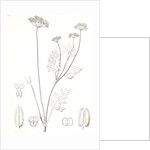 Untitled by George Suckley