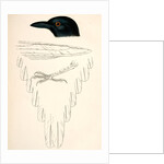 Pica hudsonica, Black-billed Magpie by George Suckley