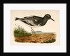 Strepsilas melanocephalus, Black-headed Turnstone by George Suckley