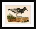 Strepsilas melanocephalus, Black-headed Turnstone by George Suckley