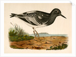 Strepsilas melanocephalus, Black-headed Turnstone by George Suckley