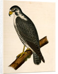 Falco nigriceps, Western Duck-Hawk by George Suckley