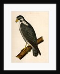 Falco nigriceps, Western Duck-Hawk by George Suckley