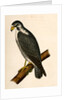 Falco nigriceps, Western Duck-Hawk by George Suckley