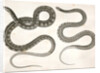 1. Eutania cooperi, Red Striped Garter Snake; 2. Eutania concinna, One Striped Garter Snake by George Suckley