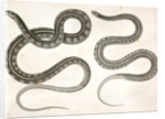 1. Eutania cooperi, Red Striped Garter Snake; 2. Eutania concinna, One Striped Garter Snake by George Suckley