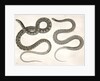 1. Eutania cooperi, Red Striped Garter Snake; 2. Eutania concinna, One Striped Garter Snake by George Suckley