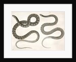 1. Eutania cooperi, Red Striped Garter Snake; 2. Eutania concinna, One Striped Garter Snake by George Suckley