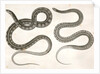 1. Eutania cooperi, Red Striped Garter Snake; 2. Eutania concinna, One Striped Garter Snake by George Suckley