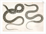 1. Eutania cooperi, Red Striped Garter Snake; 2. Eutania concinna, One Striped Garter Snake by George Suckley